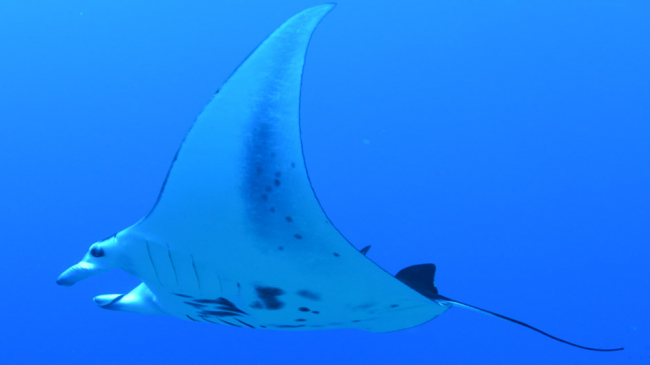 The enhanced ESPIS database includes studies about how electromagnetic fields from undersea power cables affect species such as the manta ray (shown here).