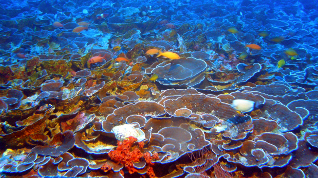 Mesophotic coral ecosystems, such as this one found at 230 feet in Maui's 'Au'au Channel, are populated with many of the same fish species found on shallow reefs. 