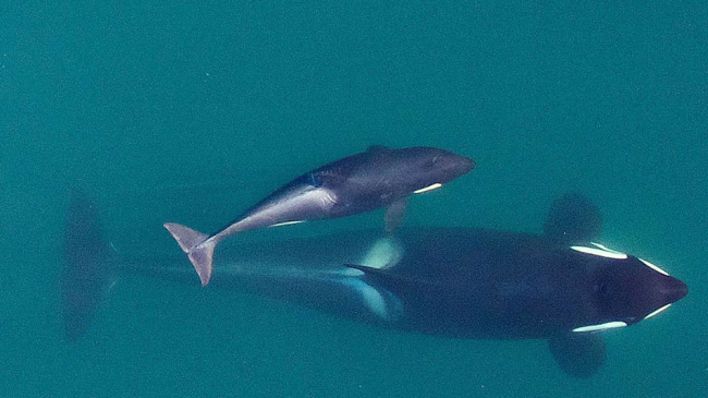 Photogrammetry image of an adult female Southern Resident (J16) about to surface with her youngest calf, born earlier this year, alongside. Future photogrammetry will allow scientists to monitor the growth of the calf and condition of the mother to ensure they are getting an adequate food supply. Taken by UAV from above 90 feet under NMFS research permit and FAA flight authorization.