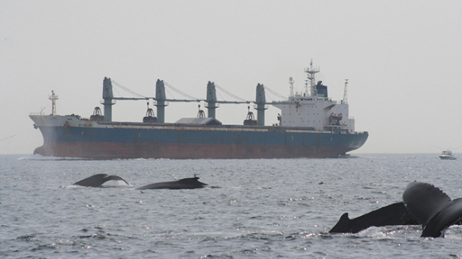 Growth in shipping traffic is a key contributor to the increase in chronic background underwater noise that can affect marine mammals like the whales shown here.