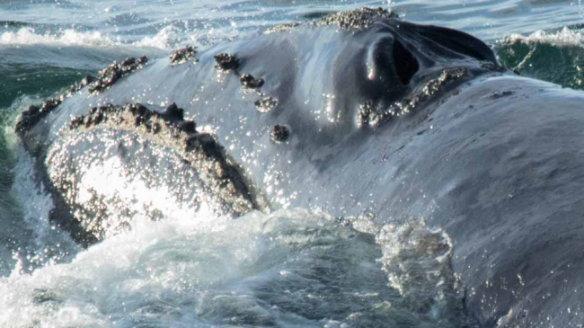 North Pacific right whale sighted August 6th, 2017.
