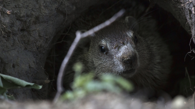This curious groundhog isn't Punxsutawney Phil, but they sure are cute.