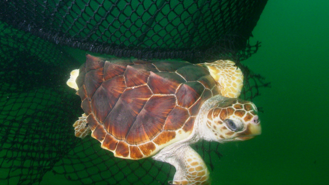 Loggerhead Turtle escaping a net equipped with turtle exclusion device (TED)