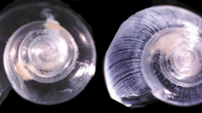 Pteropods, or sea butterflies, are a vital food source for salmon and other commercially important fish. Shown here in laboratory conditions are (left) a pteropod that has lived for six days in normal waters and (right) a pteropod showing the effects of living in acidified water for the same time period. The white lines indicate shell dissolution and explain why ocean acidification is called "osteoporosis of the sea."