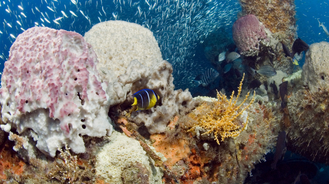 A coral reef featuring small topical fish and orange, pink, and brown-colored coral.