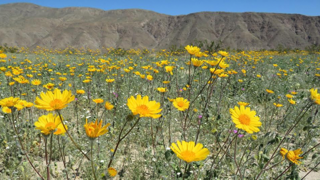 Wildflowers blooming in California's Anza Borrego Desert Park, March 12, 2017. 