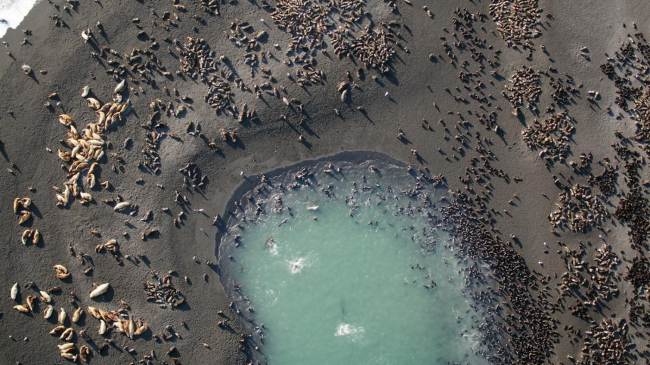 An aerial photo of northern fur seals and Steller sea lions captured by the APH-28 hexacopter drone during August 2019 research surveys on Bogoslof Island, Alaska, an active volcano.