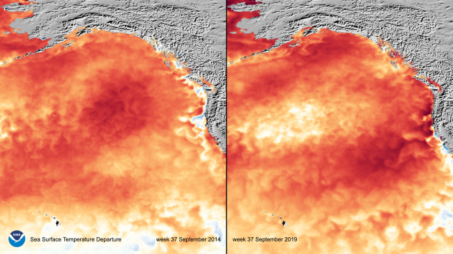 Satellite sea-surface temperature data from off of the U.S. West Coast, comparing September 2014 versus September 2019.