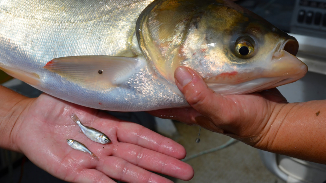 These adult and two young silver Asian carp were collected by the U.S. Fish and Wildlife Service in the Missouri River near Columbia, Missouri. (Undated image).
