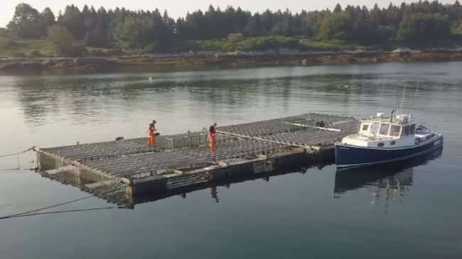 An example of open-water aquaculture (or fish farming) of mussels.