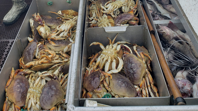 Dungeness crab harvested alongside some fish on the deck of a fishing boat.