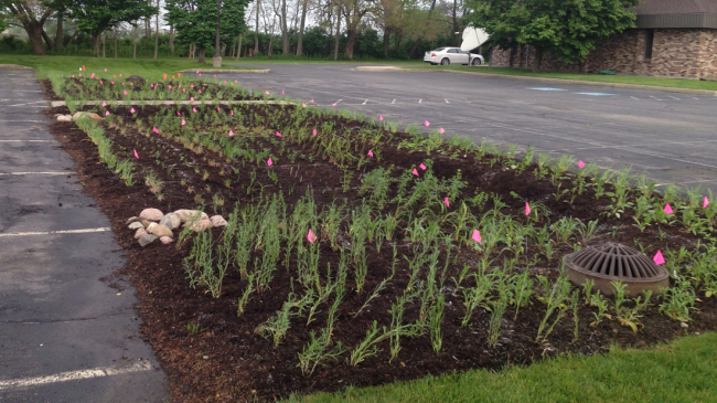 Building a rain garden near impervious surfaces like asphalt and concrete in parking lots and driveways can help absorb stormwater runoff and reduce flooding. Pictured is the Rainscaping Education Program demonstration garden in Tippecanoe County Extension Office, Indiana.