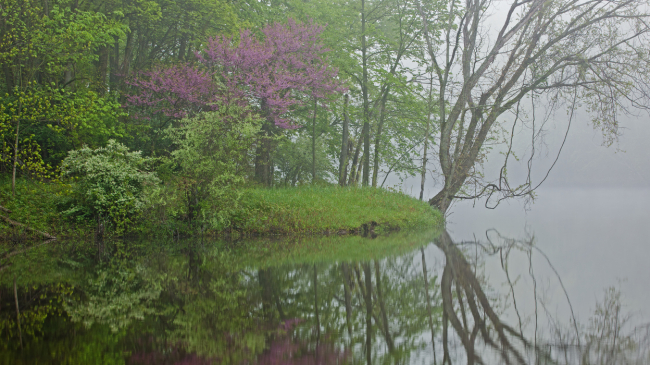Springtime along the foggy shoreline of the Kalamazoo River with a redbud tree in bloom. Michigan, USA. March 2020.
