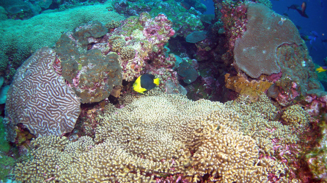 Fish swim around a coral reef in Flower Garden Banks National Marine Sanctuary. Undated image.