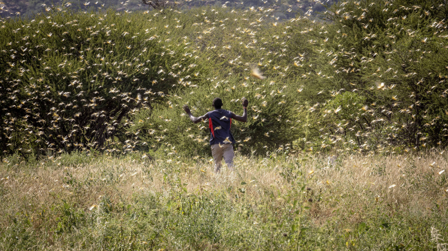 A man walks through a swarm of locusts in Kenya on January 22, 2020. The United Nations Food and Agriculture Organization (FAO) is warning of a second, potentially even more disastrous upsurge in locust attacks expected to strike croplands across eastern Africa this summer.