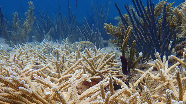 A brain coral among a group of staghorn corals in the U.S. Virgin Islands.