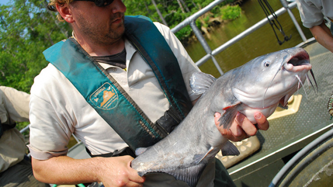 How do you tackle an invasive fish species like this blue catfish? Cooking and eating them might be one (delicious) answer. 