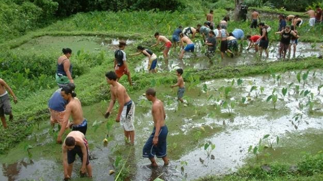 High school students weed the loʻi (wet taro patch) doing habitat restoration, while also connecting to their ahupuaʻa. 