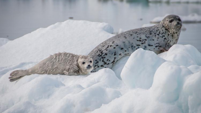 A white and gray spotted seal mother and pup in the Bering Sea. 