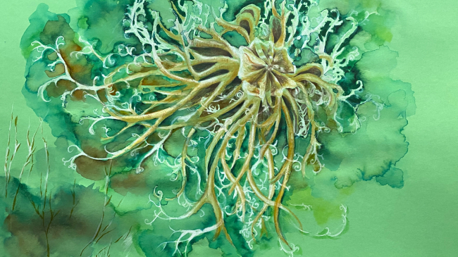 Highly detailed watercolor illustration of a basket star.