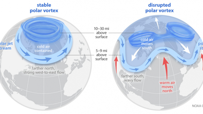 An infographic available for download in this story that shows the different between a stable polar vortex (globe on the left) over the Arctic and a disrupted polar vortex (globe on the right) that results in very cold temperatures southward over the United States and elsewhere.