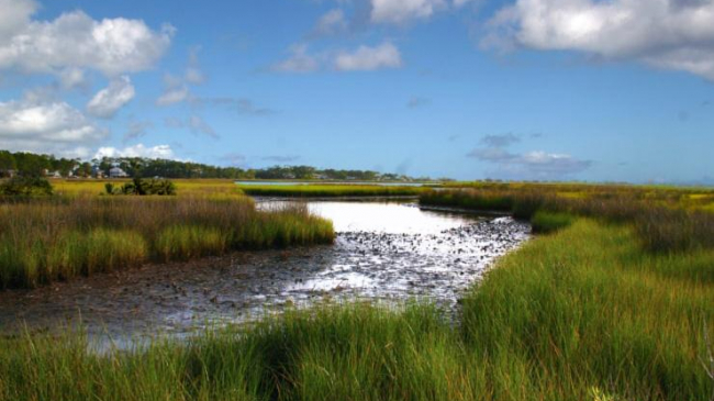 Coastal habitats such as this salt marsh in the Gulf provide us with countless benefits, from nursery grounds for fish to protection from storms.