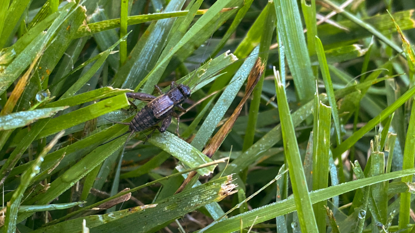 A sturdy brown cricket with a long straight ovipositor sits on a grass lawn.