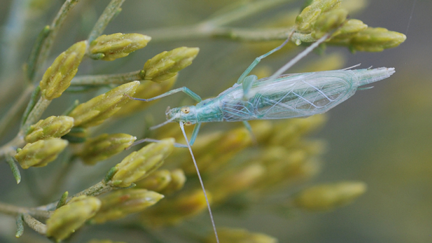 A delicate green cricket with long antennae stands on an inflorescence of buds.
