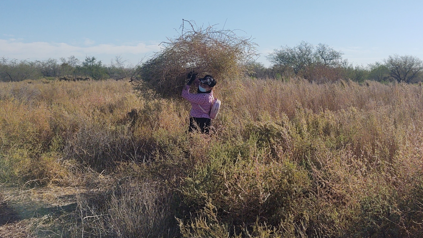 In a wetland, a student carries a large collection of invasive tumbleweeds that have been removed from the site.