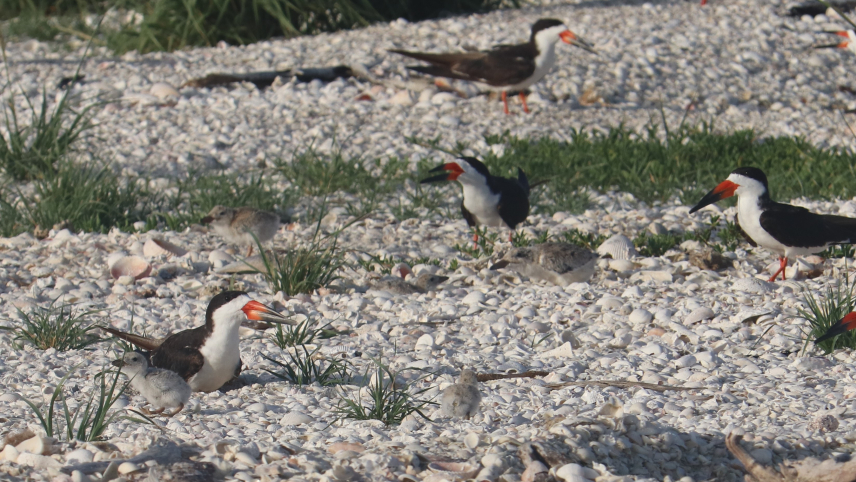 Four adult black skimmers stand out starkly against a substrate of white shells. A few chicks are among the adults, but blend in well to the background. The adults have a head and back capped with black feathers, with the bottom half of their face and belly being white. Their beaks are large — as wide as their face at the base, then tapering to a blunt point, with the bottom beak characteristically sticking out past the top.