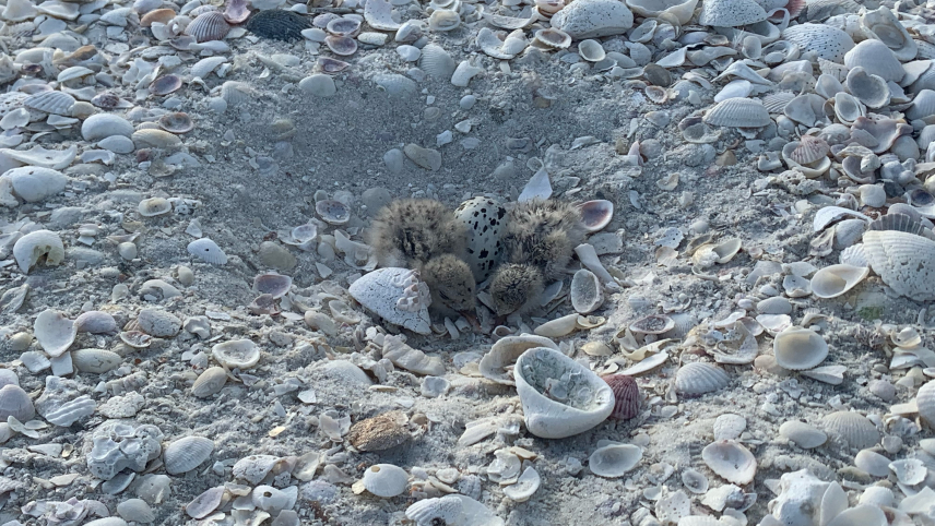 Two young, downy chicks in a shallow hole on the beach. They are nestled around a beige and black speckled egg. The chicks and egg blend in well to the white, shell-covered beach.