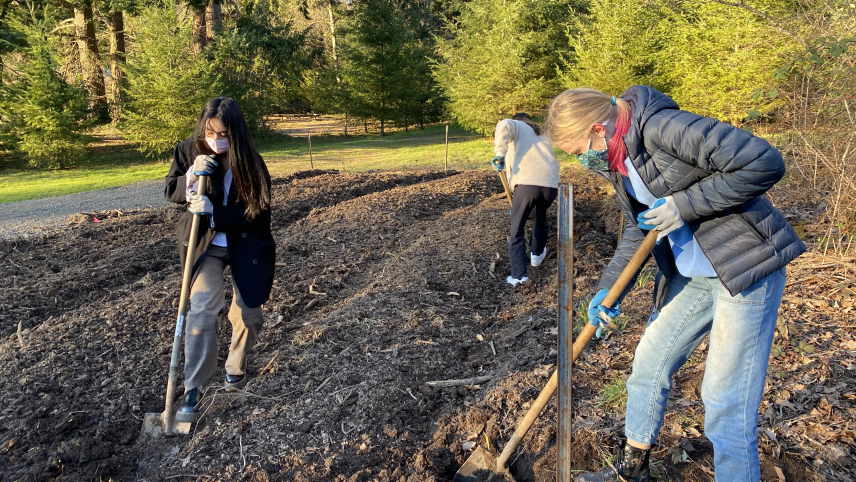 Three students are using shovels to dig rows in the freshly turned soil of a garden plot that is surrounded by evergreen trees. 