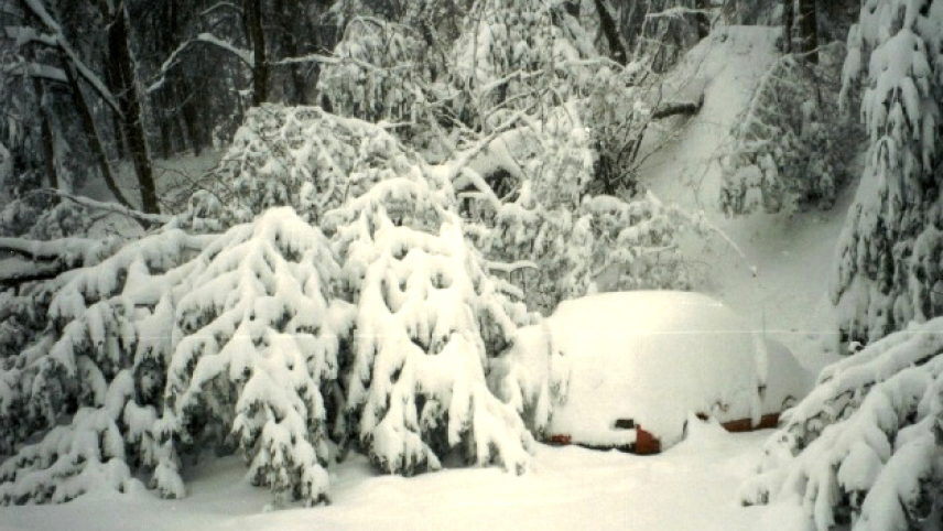 A car covered in a thick layer of snow, surrounded by heavily-laden trees, one of which has fallen down.