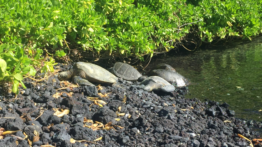 Four Hawaiian green sea turtles are on the shore of a black lava rock beach surrounded by mangroves. One turtle's shell is marked with the letters "HA" and a number that is hard to decipher in the image, which was presumably taken from a distance to protect the animals' safety.