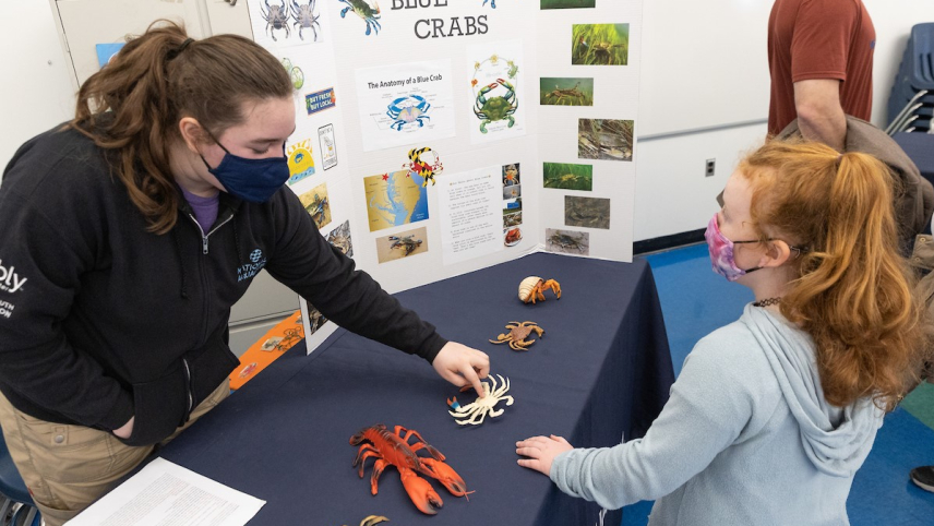 There are five toy invertebrates (four species of crab and a lobster) laid out on a table next to a poster board that reads “Blue Crabs.” A person is pointing to one of the toy invertebrates behind the table for another person on the other side of the table.