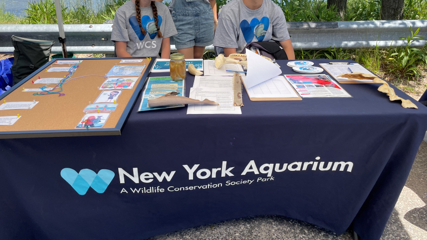 A table covered with a navy blue tablecloth that reads “New York Aquarium A Wildlife Conservation Society Park” is set up outside. There are a number of items on the table, including a long bulletin board on the left with papers pinned to it, papers, stickers, a glass jar, and different animal bones. Two people are sitting and one person is standing behind the table.