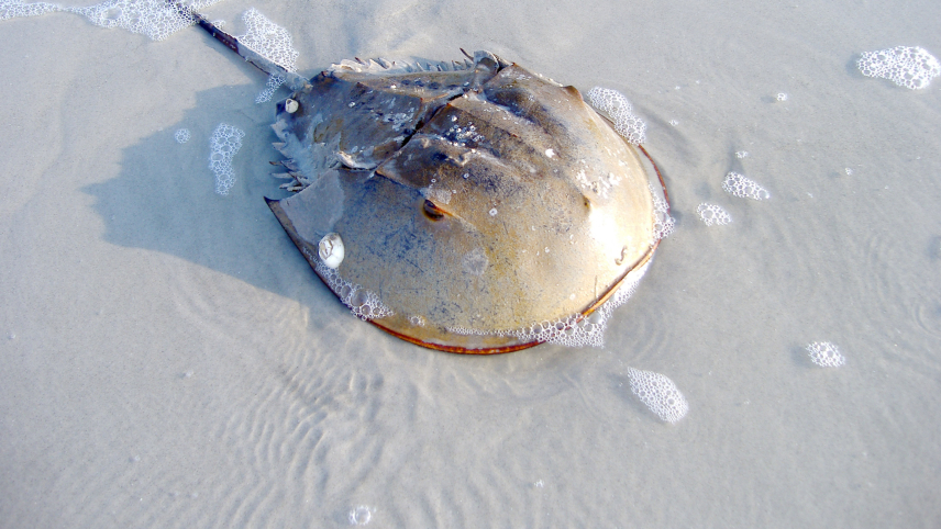 A horseshoe crab, covered in barnacles, swimming in soft sand in low tide at the beach.