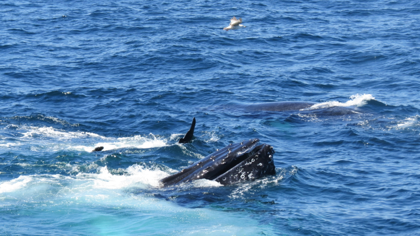 A large whale is poking its head about the water as the rest of its pod's backs crest the surface. Above the whales fly two seabirds.