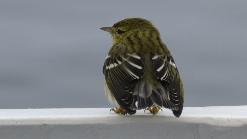 A small bird with yellow coloring and black and white wings sits on the edge of a white boat.