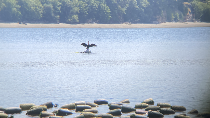 A photo of a large bird standing on a buoy in the distance with wings spread. In the foreground, there are several buoys floating on the water.