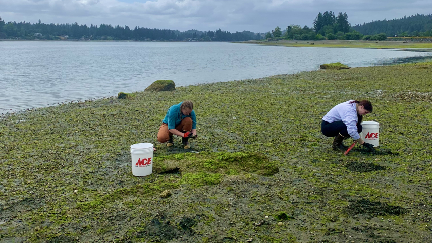 Two people crouch next to gallon buckets on an exposed, algae-covered beach during what appears to be low tide. They are digging shallow holes with their hands and searching through the sediment.