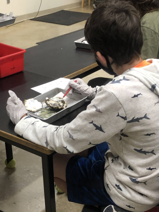 A student is sitting at their desk in a classroom, wearing a protective mask and gloves, while dissecting an oyster. 
