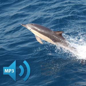 AUDIO: A NOAA hydrophone anchored on the seabed captures the call of a toothed whale or dolphin.