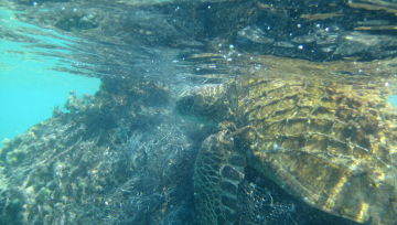 A protected green sea turtle entangled in derelict fishing gear at Pearl and Hermes Atoll. Three green sea turtles were freed during this mission.