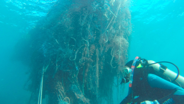 NOAA divers find the large derelict fishing gear net that was reported last September at Pearl and Hermes Atoll. Scuba and free divers removed a piece of derelict fishing gear that was more than 28 feet long, 7 feet wide, and had a dense curtain that extended 16 feet deep. The large net weighed 11.5 tons. 