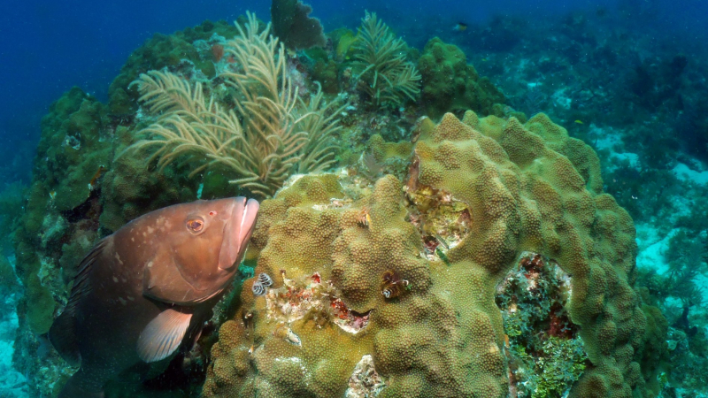 The Restoration Blueprint seeks to protect the fragile ecosystems of Florida Keys National Marine
Sanctuary, such as this reef in the Upper Keys with a red grouper and a boulder star coral.