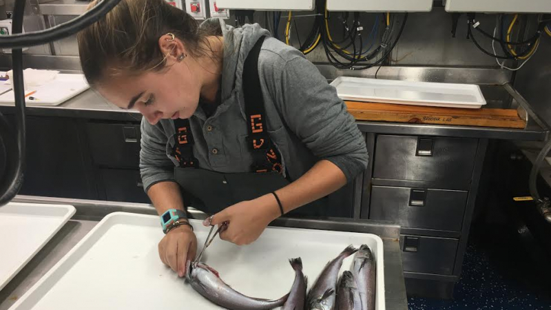 Ashley Hann begins a dissection on a fish while in a scientific laboratory setting.