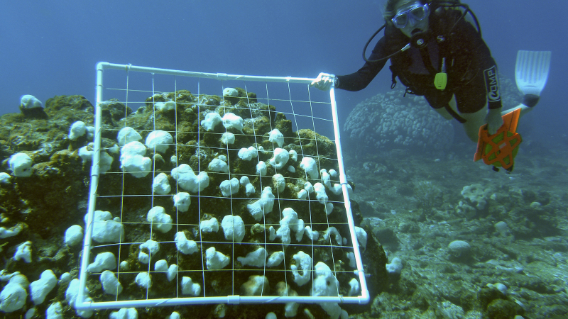 When corals are stressed by changes in conditions such as temperature, light, or nutrients, they expel the symbiotic algae living in their tissues, causing them to turn completely white.