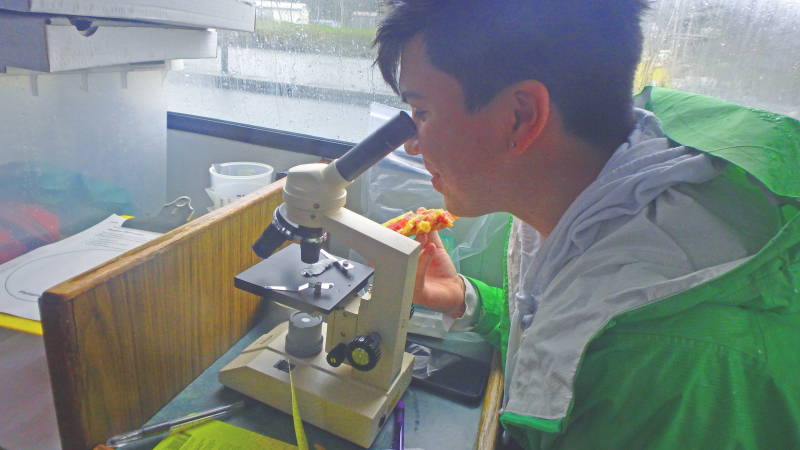 Makah tribal youth take a closer look at plankton while studying Harmful Algal Blooms (HAB).