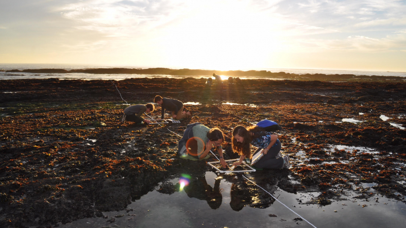 LiMPETS (Long-term Monitoring Program and Experiential Training for Students) is a citizen science program for students, educators, and volunteer groups in California.